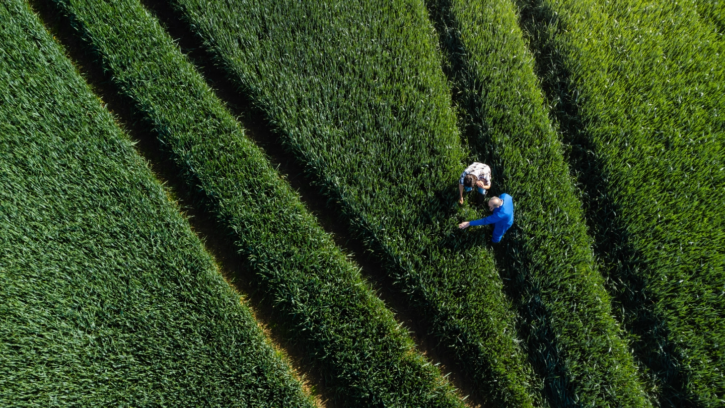 Workers in a green field examining crops Workers in a green field examining crops